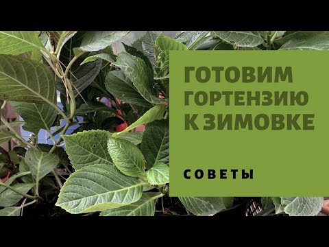 Видео: Как сохранить ГОРТЕНЗИЮ зимой, зимовка крупнолистной. Обрезка листьев и обработка, мои советы