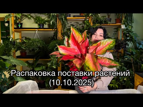 Видео: ОБЗОР, распаковка поставки растений из Голландии🌱(10.10.2025)