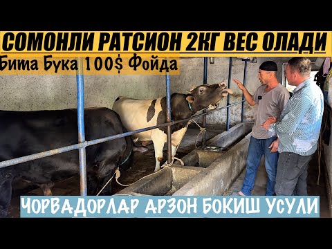 Видео: 1 КУНДА  1.5 кг 2кг кошиш сирлари сомонли ратсион