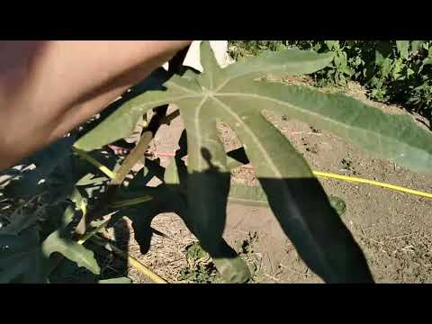 Видео: ИНЖИР.РЕЗУЛЬТАТ ПРИЩИПКИ.