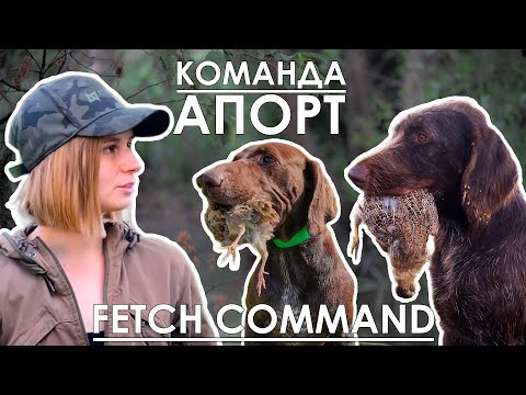 Видео: Как научить собаку команде апорт? / How to teach a dog to fetch