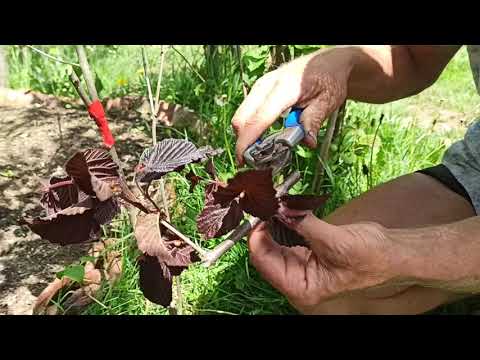 Видео: Стъблен метод , Копулация 2 вида Ашладисване ,Присаждане, Облагородяване,Калемене при Люляк и Лешник