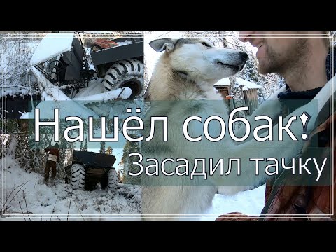 Видео: Нашлись собаки,засадил каракат!