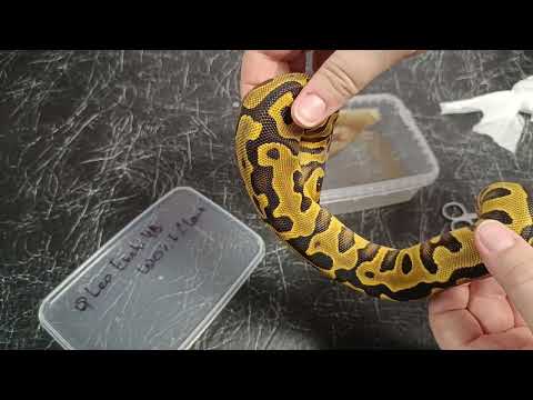 Видео: Распаковка новых змей. Королевские питоны