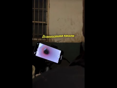Видео: ХОБЛ или АСТМА? Рассказывает @Vetbezgranic