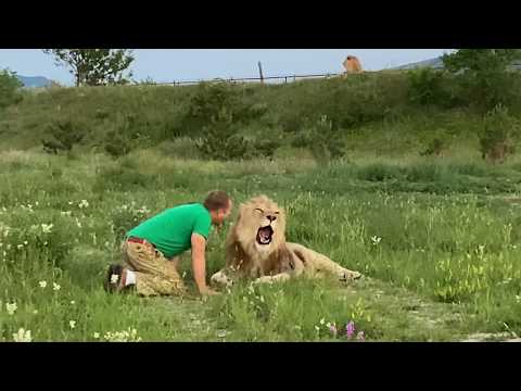 Видео: Уговариваю льва Султана идти дальше , его прайд близко НО ЛЕВ  УСТАЛ ! Russian Lion man !