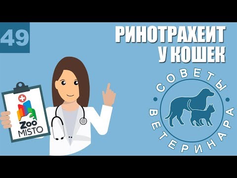 Видео: Инфекционный ринотрахеит у кошек |  Симптомы и профилактика ринотрахеита | Советы Ветеринара