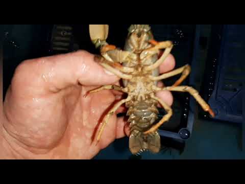 Видео: Передержка раков.Раки в УЗВ