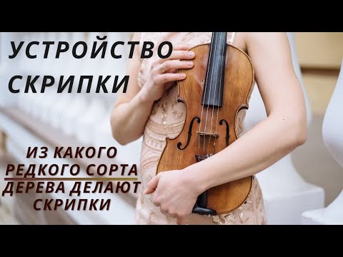 Видео: Строение скрипки. Из какого сорта дерева делают скрипки.