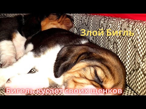 Видео: Жизнь Бигля. Послеродовой синдром. Новорожденные щенки. Интересные факты. Часть вторая