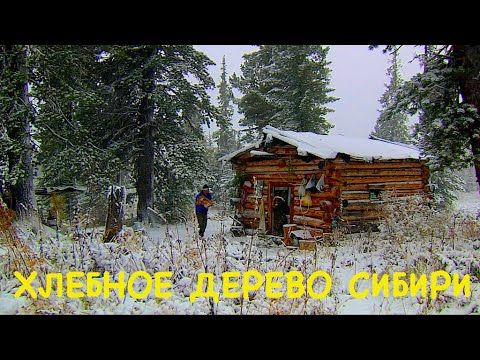 Видео: Хлебное дерево Сибири. Кедровая сосна. Верховье Лены. Siberian Cedar - Life-Giving Tree.