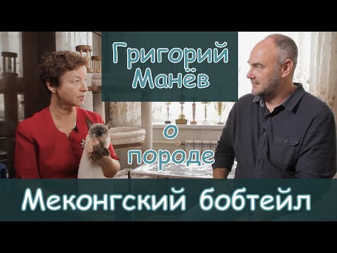 Видео: Григорий Манёв,  Меконгский бобтейл, Golden Truffle