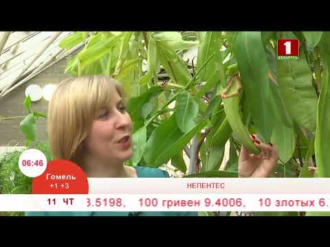 Видео: Опасное и необычное растение Непентес