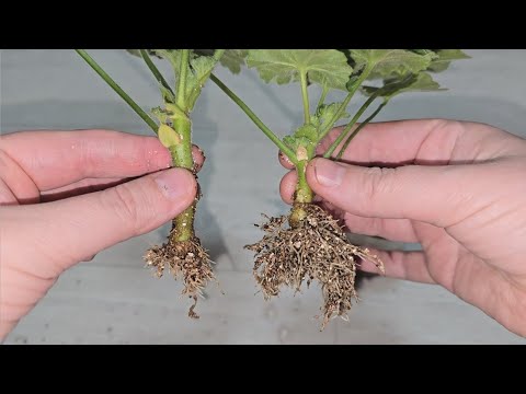 Видео: МАЛО КТО ЗНАЕТ, но черенки ГЕРАНИ укореняются таким способом намного лучше и быстрее