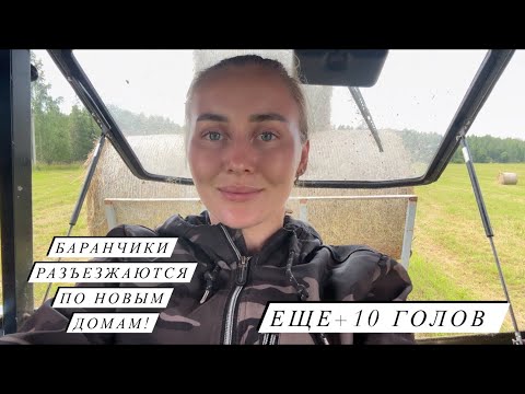 Видео: Заготавливаем сено! И как я умудрилась сломать новый пресс?! Продаем нетелей, баранов и коз!