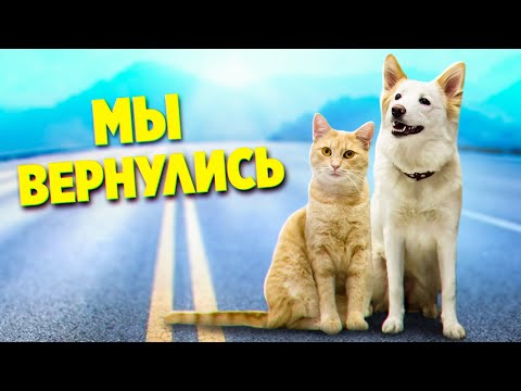 Видео: Линда и рыжий котик возвращаются обратно. Сейчас все расскажу / SANI vlog