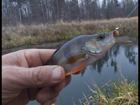 Видео: Рыбалка на озере.  Боковой кивок рулит. Окунь щука на мормышку.