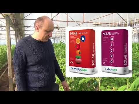 Видео: Томат ФЕНДА 07-02-2018