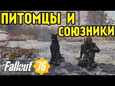 Видео: FALLOUT 76 | ГАЙД, ВСЕ О ПИТОМЦАХ И НАПАРНИКАХ!( ВСЕ ВИДЫ, ГДЕ  ИСКАТЬ?)