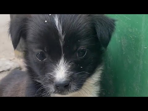 Видео: Наша история началась после того, как кормил маленького щенка, найденного мусорным баном.