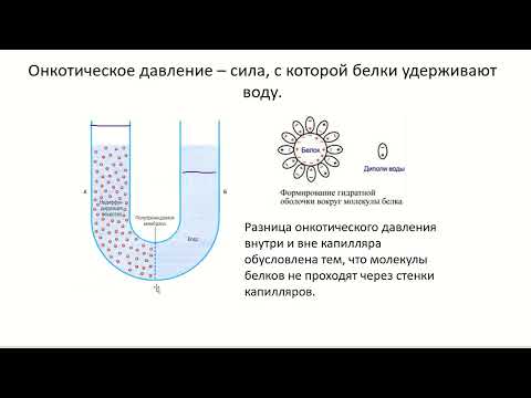 Видео: Транскапиллярный обмен