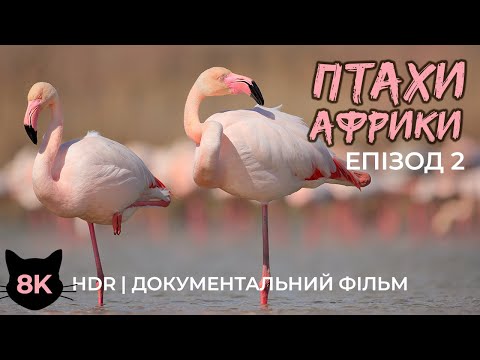 Видео: Неймовірні птахи Африки - Епізод 2 - Водоплавні пернаті - Документальний фільм про тварин в 8K HDR