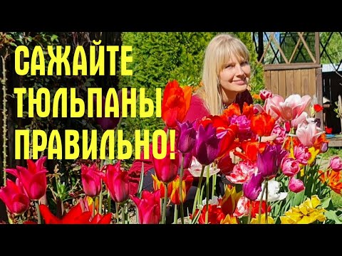 Видео: ВСЕ ДОПУСКАЮТ ОШИБКИ! Как ЭФФЕКТНО ПОСАДИТЬ ТЮЛЬПАНЫ осенью!