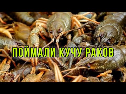 Видео: ОХРЕНЕВИТЕЛЬНАЯ приманка на РАКОВ