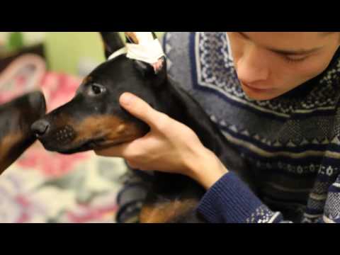 Видео: Постановка ушей доберману на ламинатную подложку