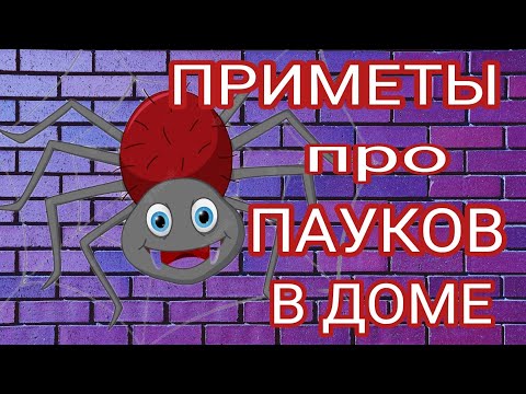 Видео: Паук в доме : приметы
