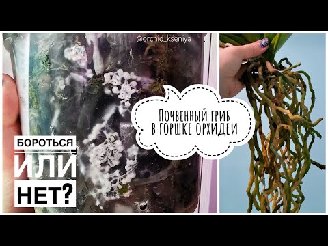 Видео: Почвенный гриб в горшке орхидеи | Методы борьбы и выведения из грунта | Как не допустить рецидива