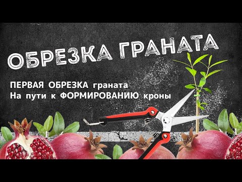 Видео: Первая обрезка комнатного граната. На пути к формированию кроны