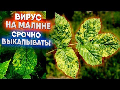 Видео: Вирус на малине  -  срочно выкапывать!