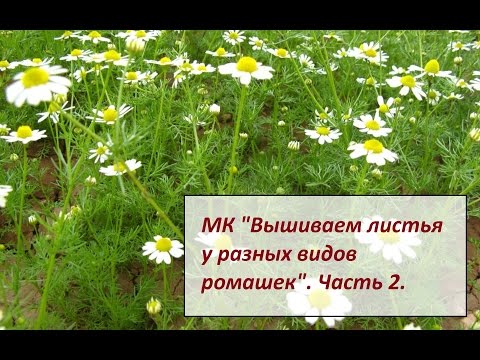 Видео: МК "Вышиваем листья у разных видов ромашек". Часть 2. Разживалова Наталья