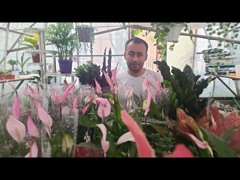 Видео: Dunyo Gullari в прямом эфире Yangi gullar Narxilari