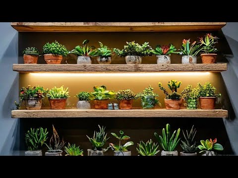 Видео: Суккуленты. Малыши из семян. Быстро ли растут суккуленты из семян.