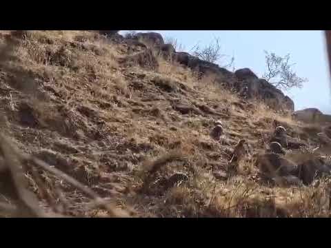 Видео: Шикора тамошо кунен халоват барен😎