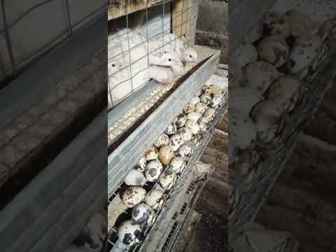 Видео: цыплята перепелов зимнее содержание.