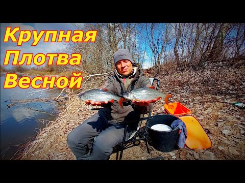 Видео: Ловля КРУПНОЙ ПЛОТВЫ ВЕСНОЙ!!Рыбалка на фидер 2021