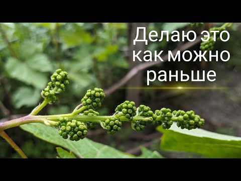 Видео: Не стандартный подход к нагрузке куста урожаем #нормировка#виноград#нагрузка#усы#пасынки#