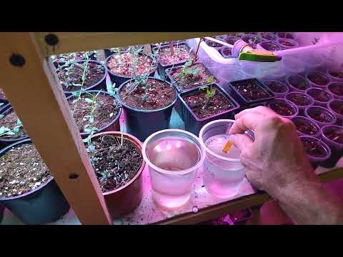 Видео: Подготовка воды для полива клюквы #дача #клюква #вода #полив