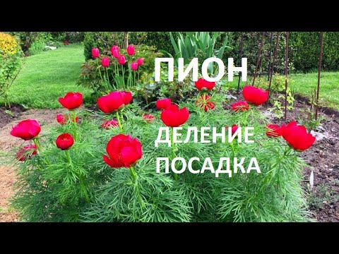 Видео: ДЕЛЕНИЕ и ПЕРЕСАДКА ПИОНА. СРОКИ и ПРАВИЛЬНАЯ ПОСАДКА .