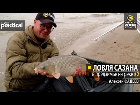 Видео: Ловля сазана в предзимье на реке. Алексей Фадеев. Часть 2. Anglers Practical