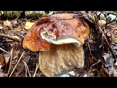 Видео: ПОПАЛ НА ПОЛЯНУ С ОГРОМНЫМИ БЕЛЫМИ ГРИБАМИ! ОСЕННИЙ СЕЗОН НАЧАЛСЯ! 