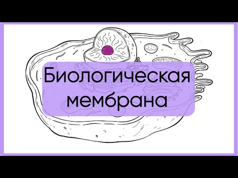 Видео: Строение биологической мембраны за 5 минут