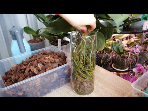 Видео: Корни орхидей, СПРАВИТЬСЯ и ПЕРЕСАДИТЬ, Когда их так много. Пересадка двух орхидей.