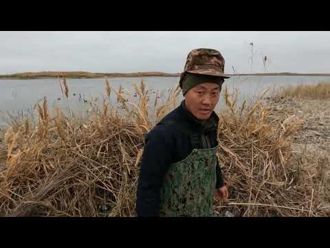 Видео: Утка-дя