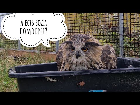 Видео: Сова Ёль принимает утреннюю ванну. Не отвлекайте сову! Кошка Морошка гонит Воришку щашлычков