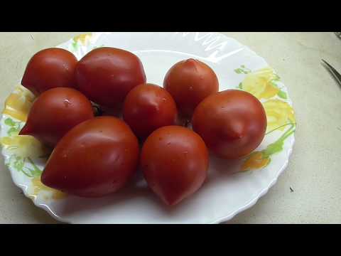 Видео: ТОМАТ "КЛУБНИЧНОЕ ДЕРЕВО". ОБЗОР. Ольга Чернова.