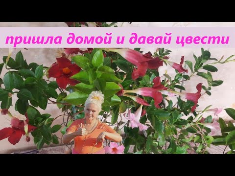 Видео: Дипладения пришла с улицы и убойно цветет, провожу черенкование.